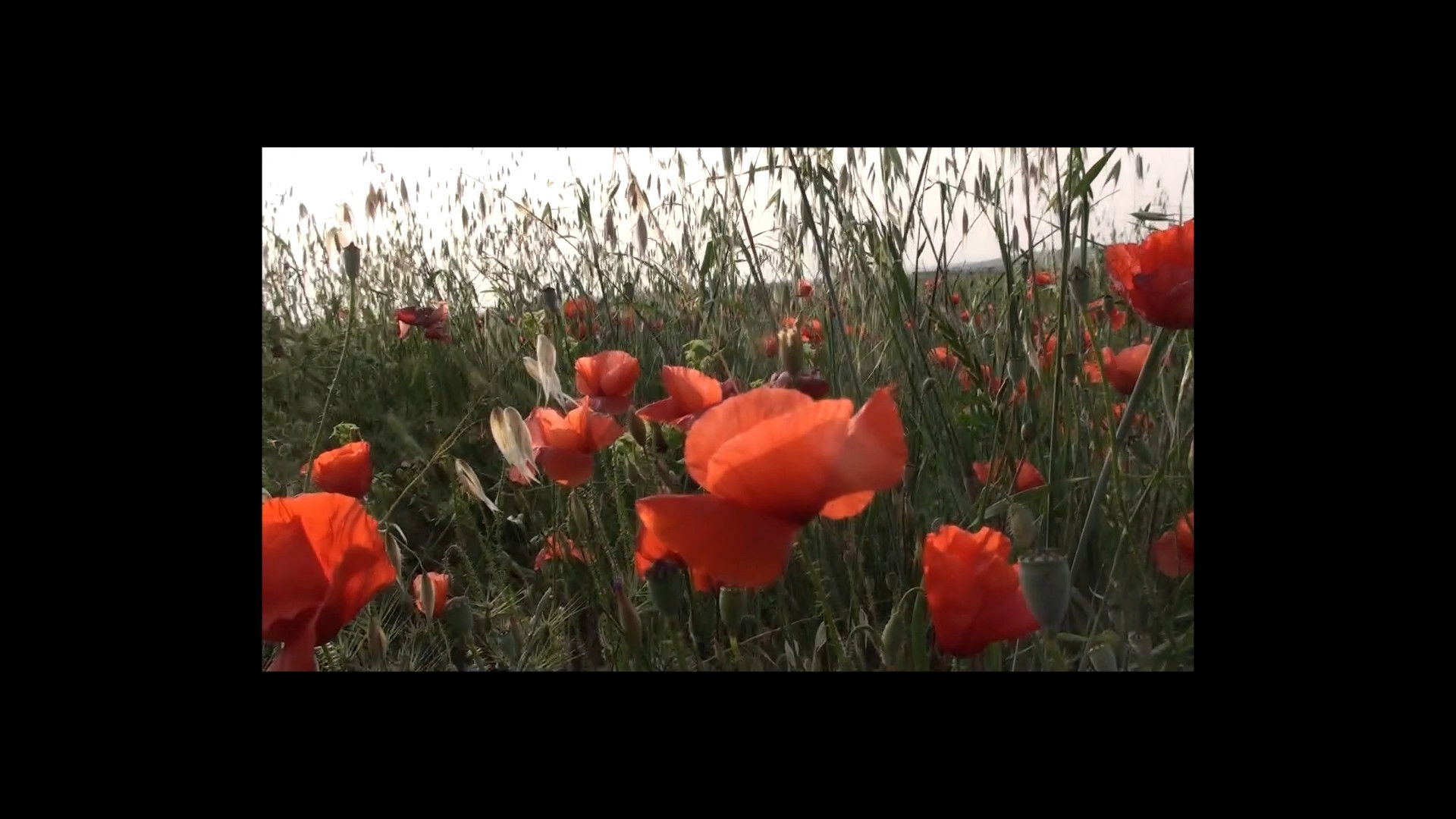 Vogliamo Una Vita Bella