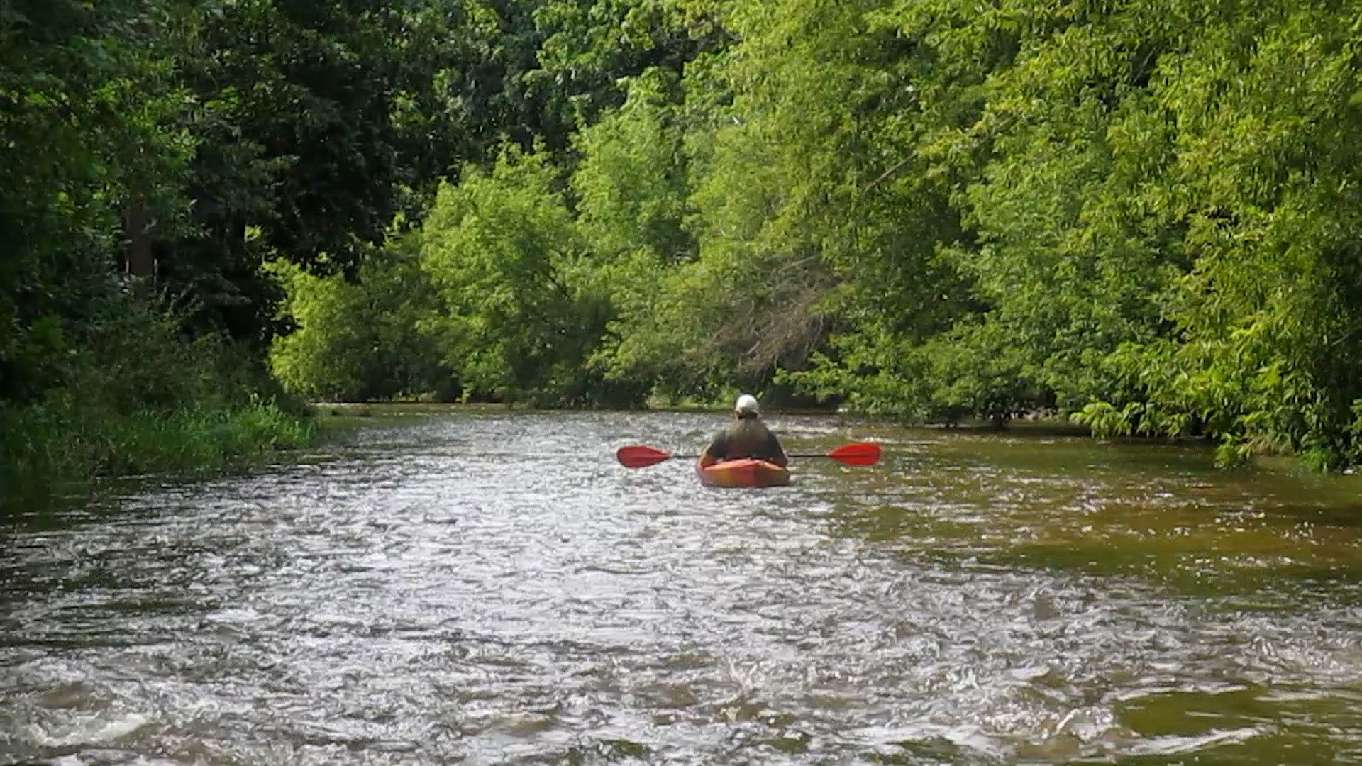 Les oiseaux de l'Est
