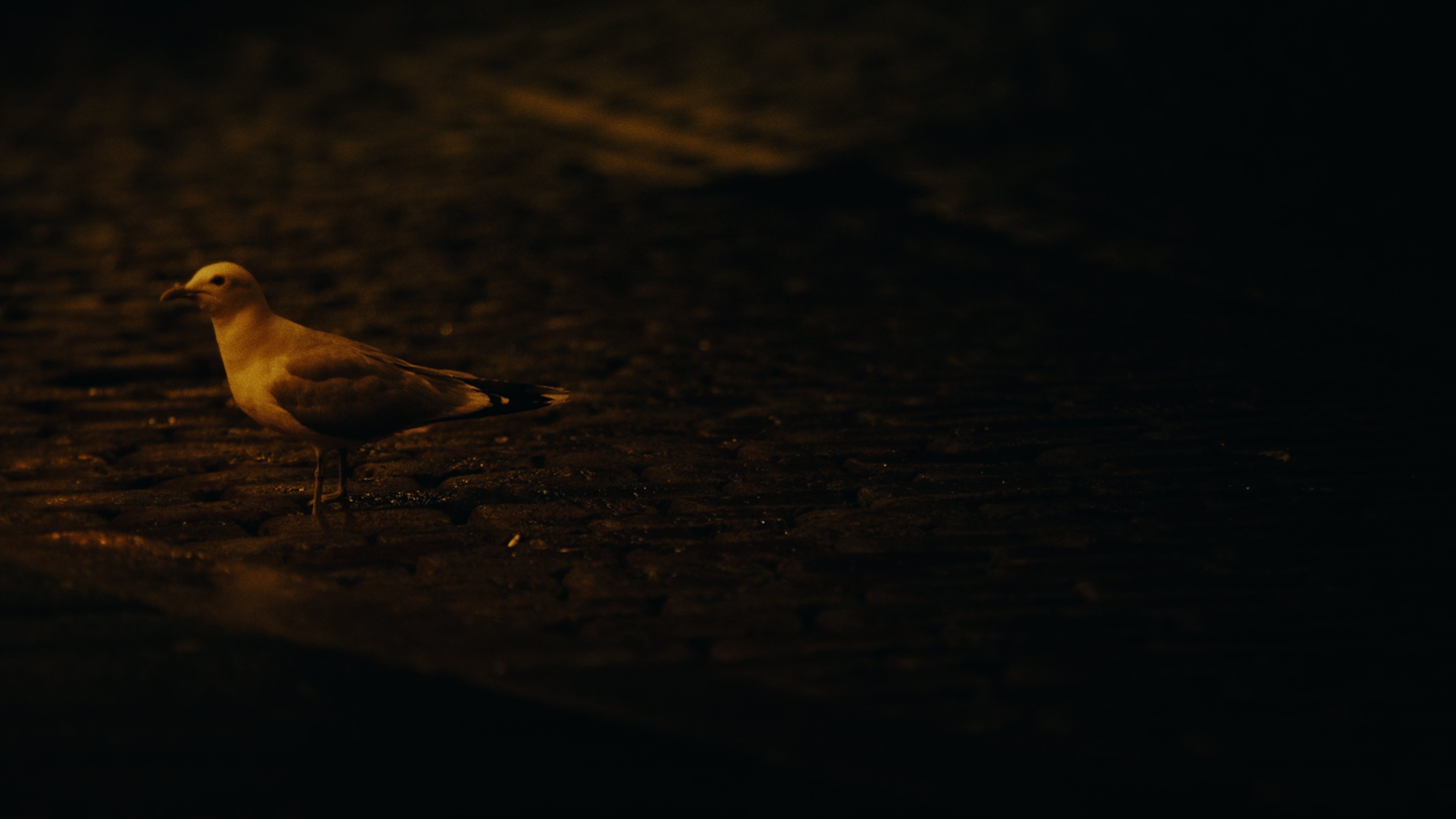 Don't Feed the Seagull