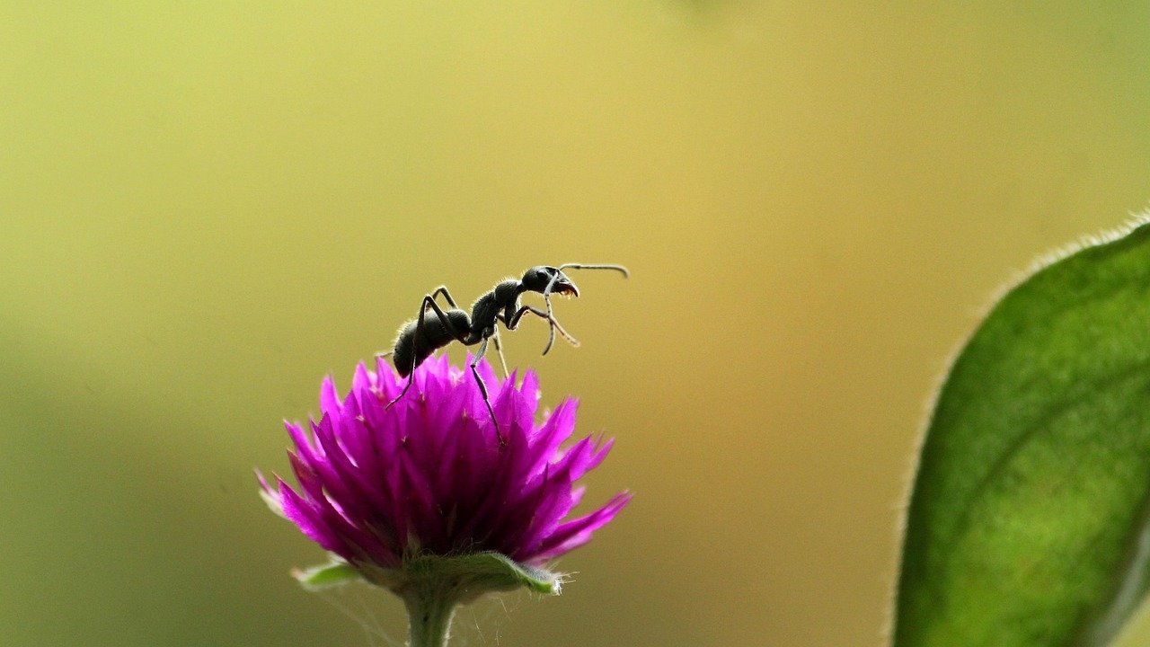 Fabulous Insects - Ants