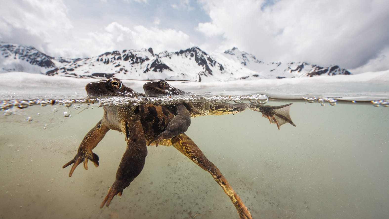 The Sanctuary: Survival Stories of the Alps