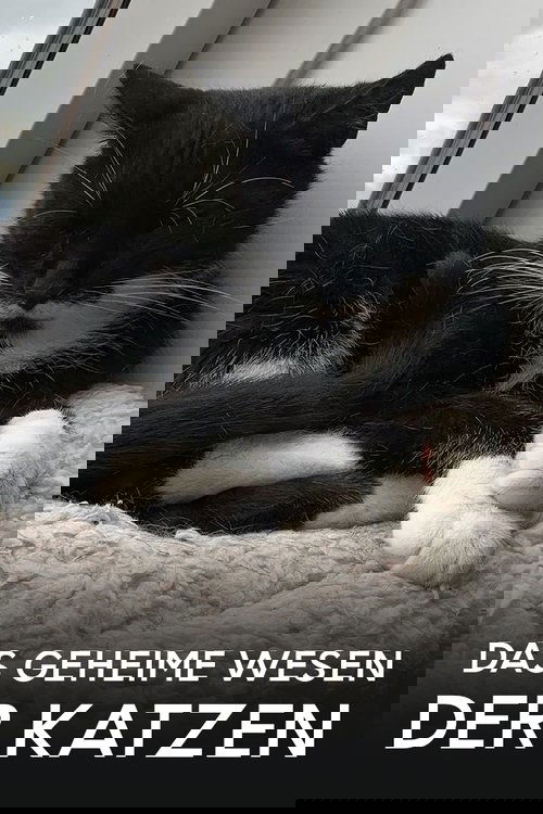 Das geheime Wesen der Katzen