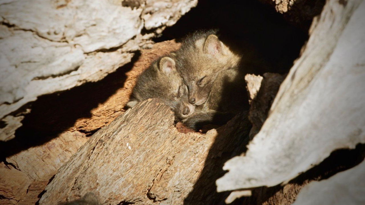 Back from the Brink: Saved from Extinction