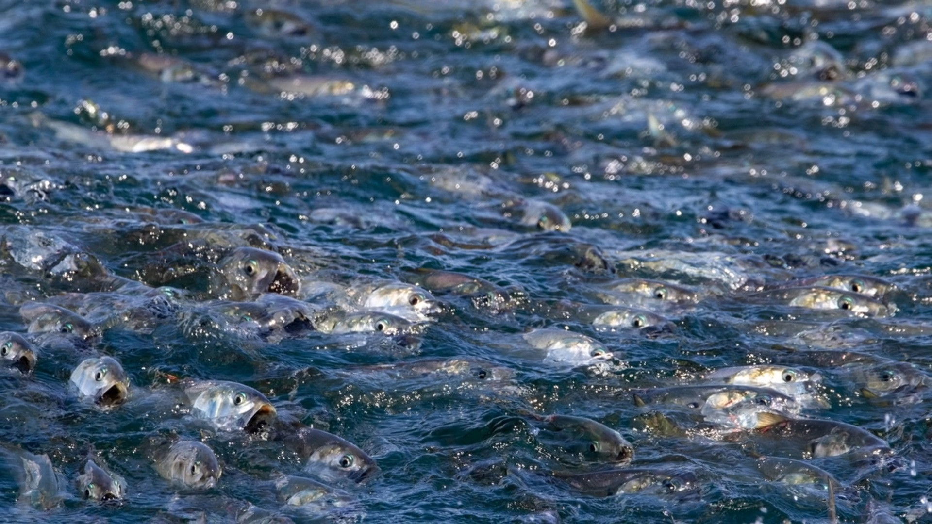 The Biggest Little Fish You've Never Seen